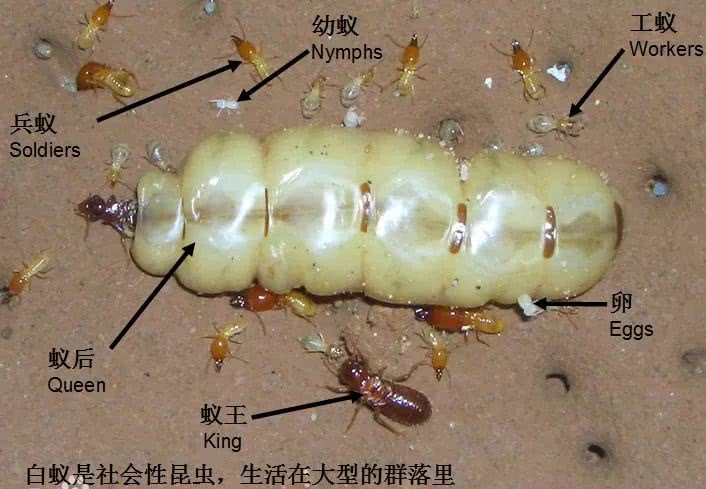 佛山白蚁防治 禅城白蚁防治 南海白蚁防治 顺德白蚁防治 三水白蚁防治 高明白蚁防治 石湾白蚁防治 南庄白蚁防治 张槎白蚁防治 桂城白蚁防治