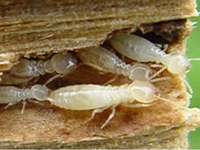 佛山白蚁防治所 禅城白蚁防治所 南海白蚁防治所 顺德白蚁防治所 三水白蚁防治所 高明白蚁防治所